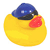 coolduck.jpeg