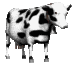 cow.gif