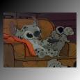 dalmationstitch.jpeg