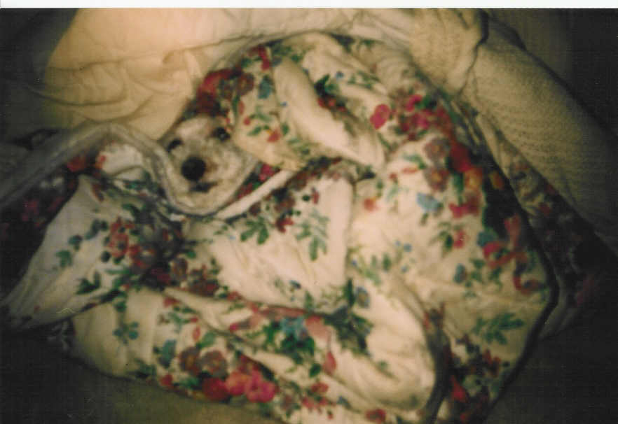 whereswebster.jpg